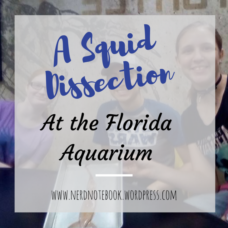 A Squid Dissection at the Florida Aquarium